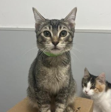 Enlarge Echo, a Adopted mixed breed in Portland, OR image 2/6