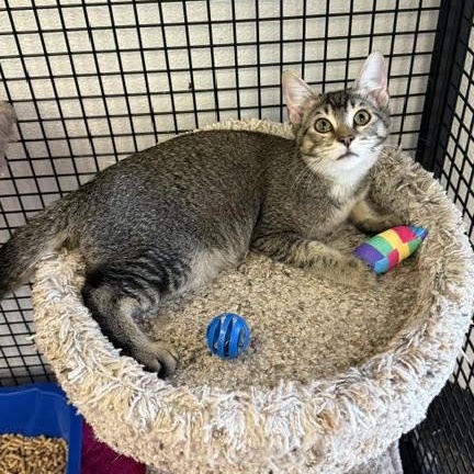 Enlarge Echo, a Adopted mixed breed in Portland, OR image 5/6