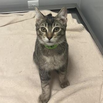Enlarge Echo, a Adopted mixed breed in Portland, OR image 6/6