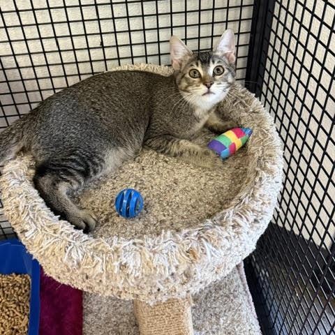 Enlarge Echo, a Adopted mixed breed in Portland, OR image 3/6