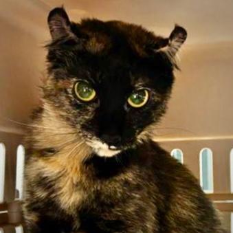 Clementine, Adoptable, Adult Female Domestic Short Hair & Domestic Short Hair.