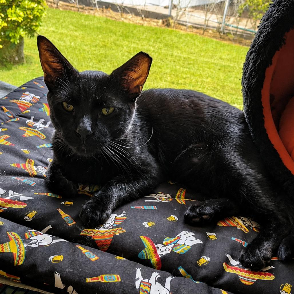 Enlarge Squeaks, a Adoptable Domestic Short Hair in Boston, MA image 1/6