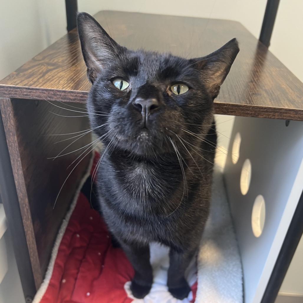 Enlarge Squeaks, a Adoptable Domestic Short Hair in Boston, MA image 2/6