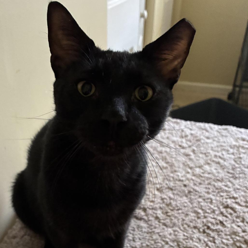 Enlarge Squeaks, a Adoptable Domestic Short Hair in Boston, MA image 4/6