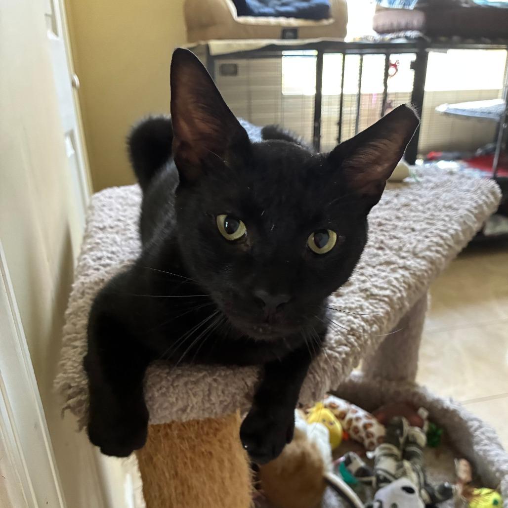Enlarge Squeaks, a Adoptable Domestic Short Hair in Boston, MA image 5/6