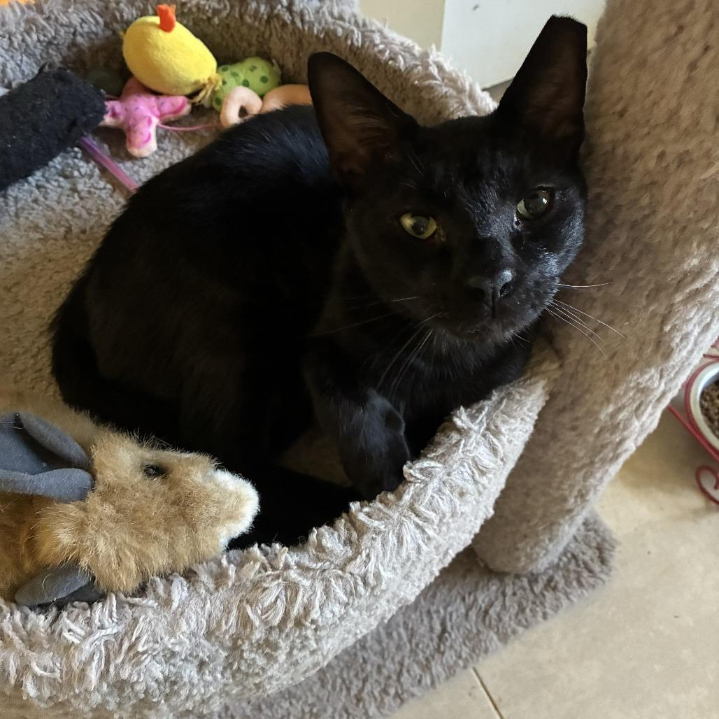 Enlarge Squeaks, a Adoptable Domestic Short Hair in Boston, MA image 6/6