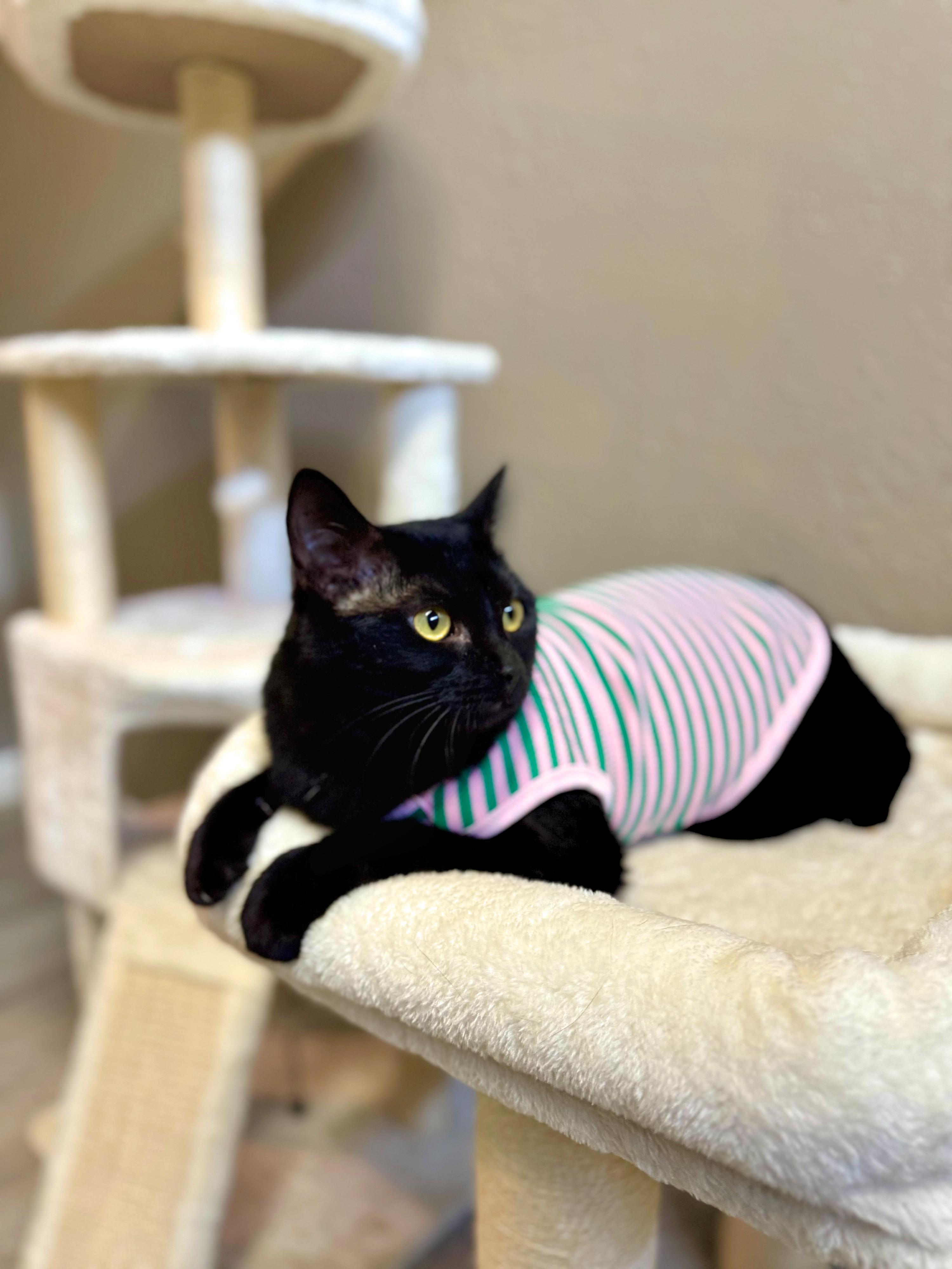 Enlarge Iris, a Adoptable mixed breed in Franklin, MA image 2/5