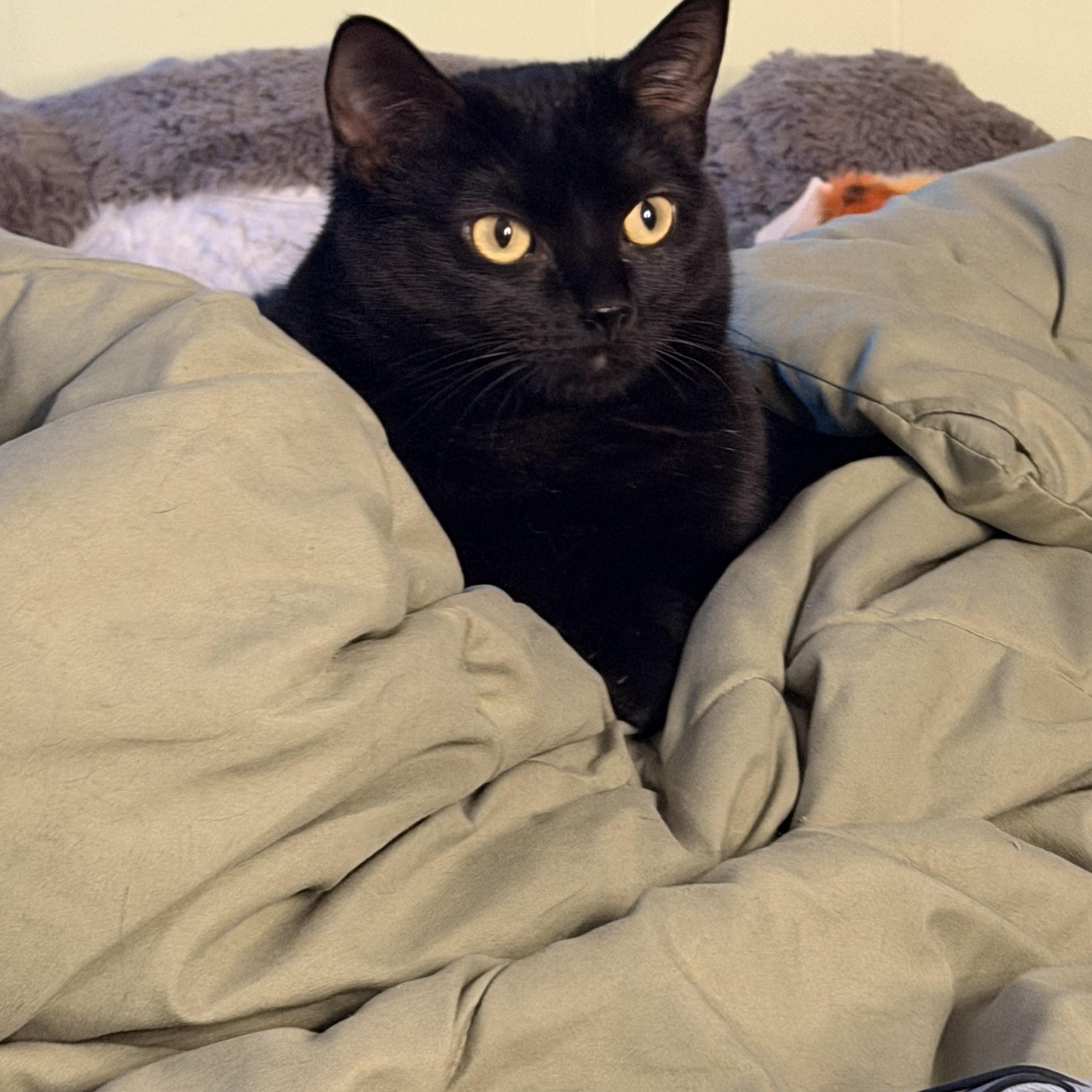 Enlarge Iris, a Adoptable mixed breed in Franklin, MA image 5/5