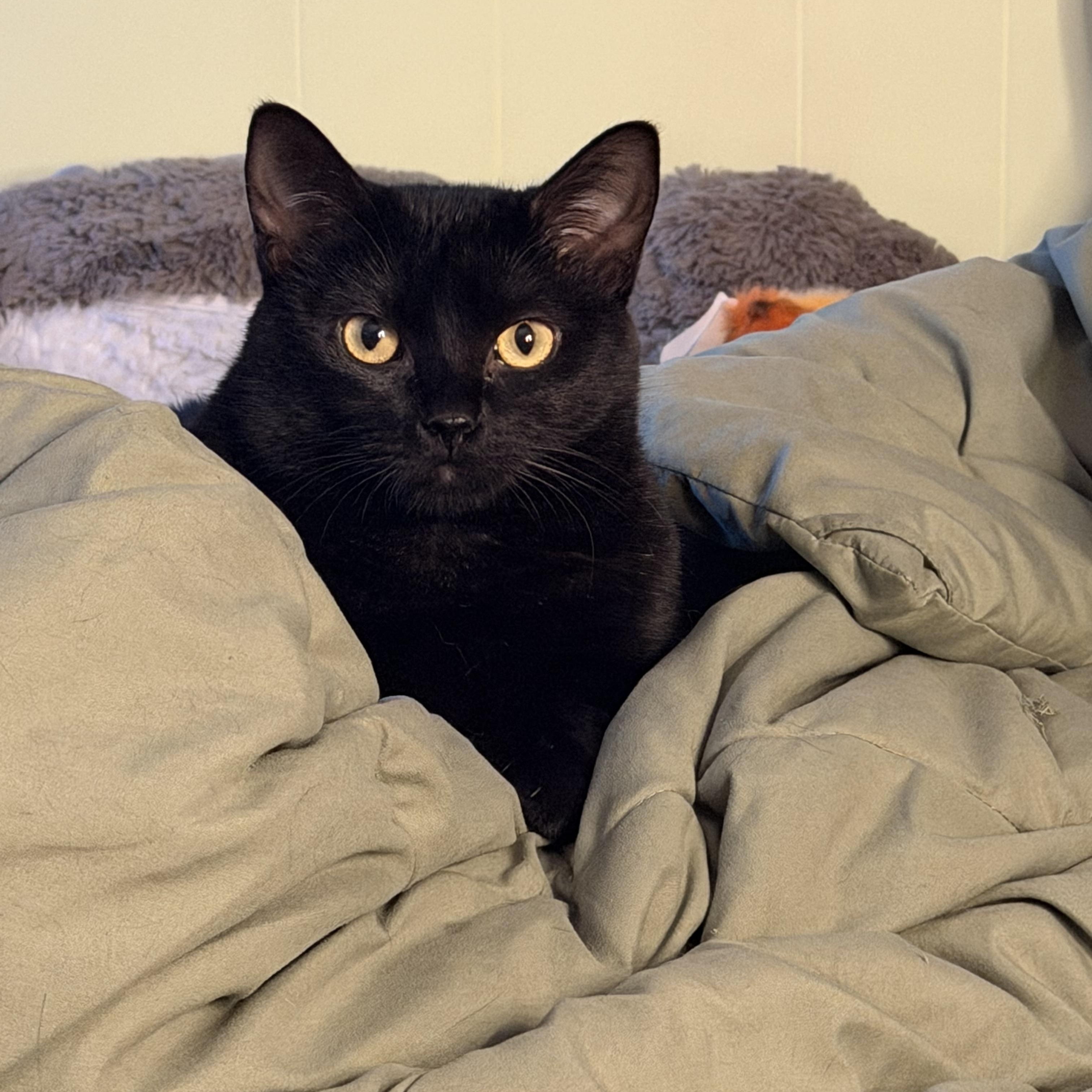 Enlarge Iris, a Adoptable mixed breed in Franklin, MA image 1/5