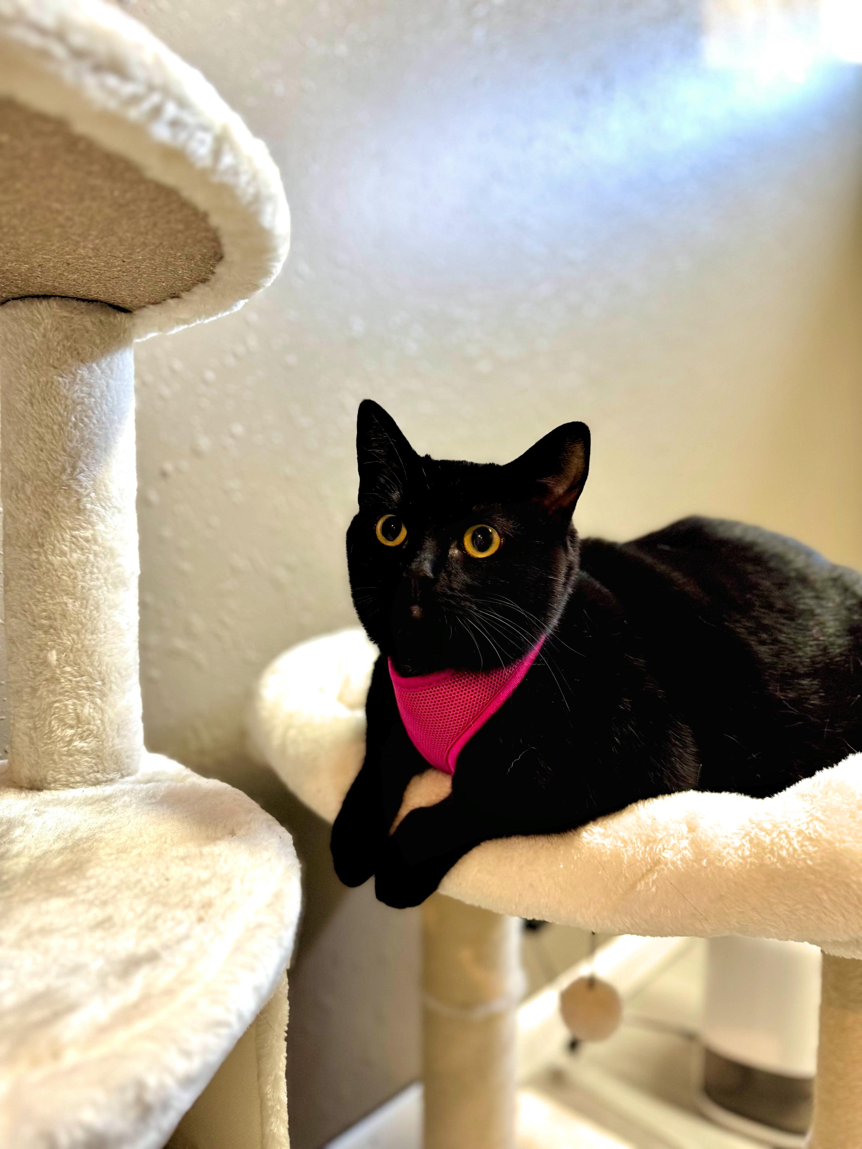 Enlarge Iris, a Adoptable mixed breed in Franklin, MA image 4/5