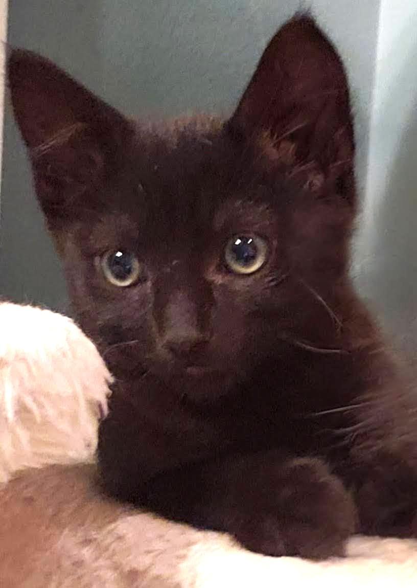 Mocha Joe, a ADOPTABLE mixed breed in Bow, WA image 1/5