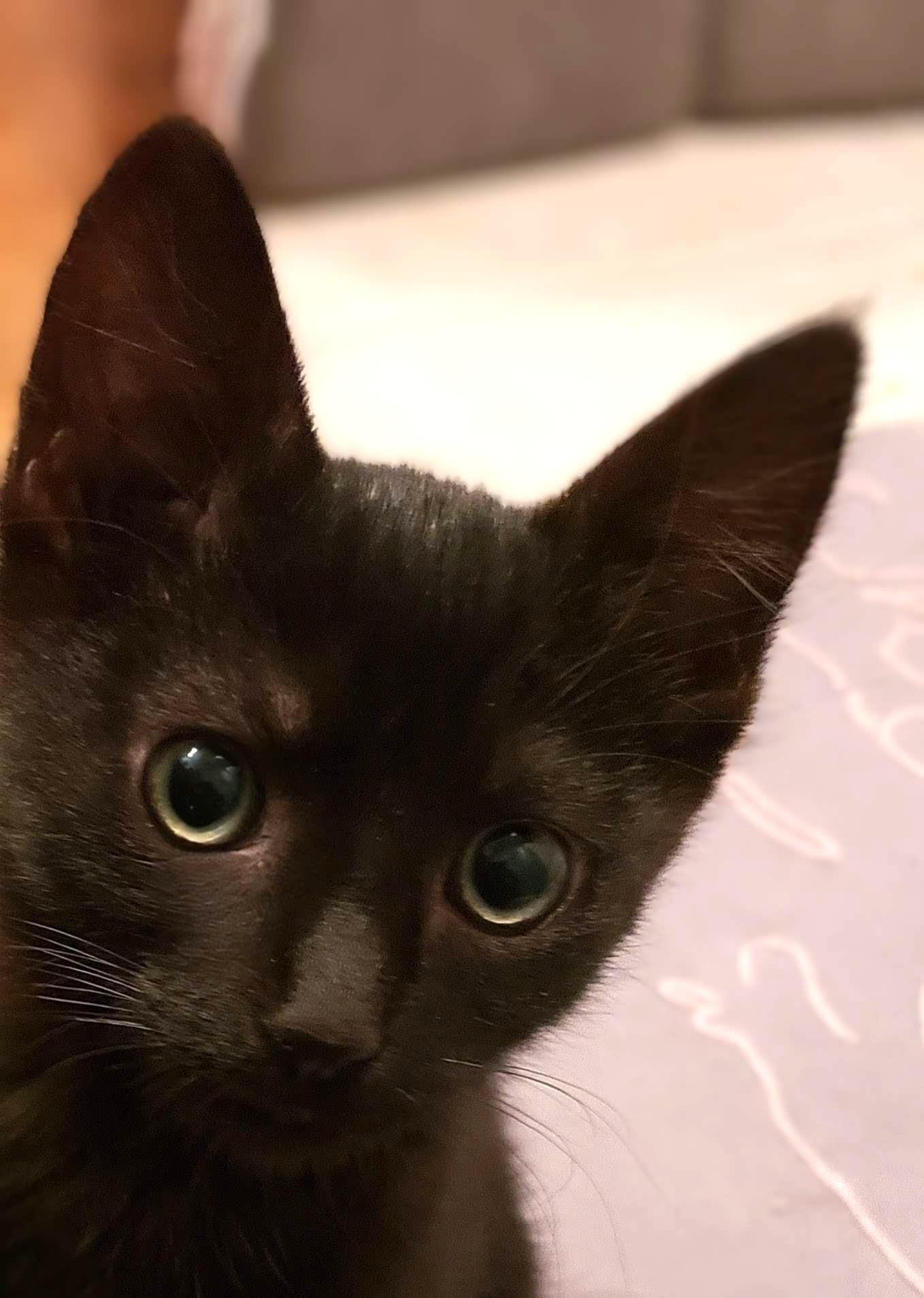 Mocha Joe, ADOPTABLE, Kitten Male Bombay & American Shorthair.