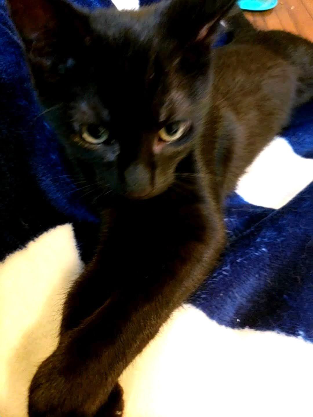 Mocha Joe, a ADOPTABLE mixed breed in Bow, WA image 3/5