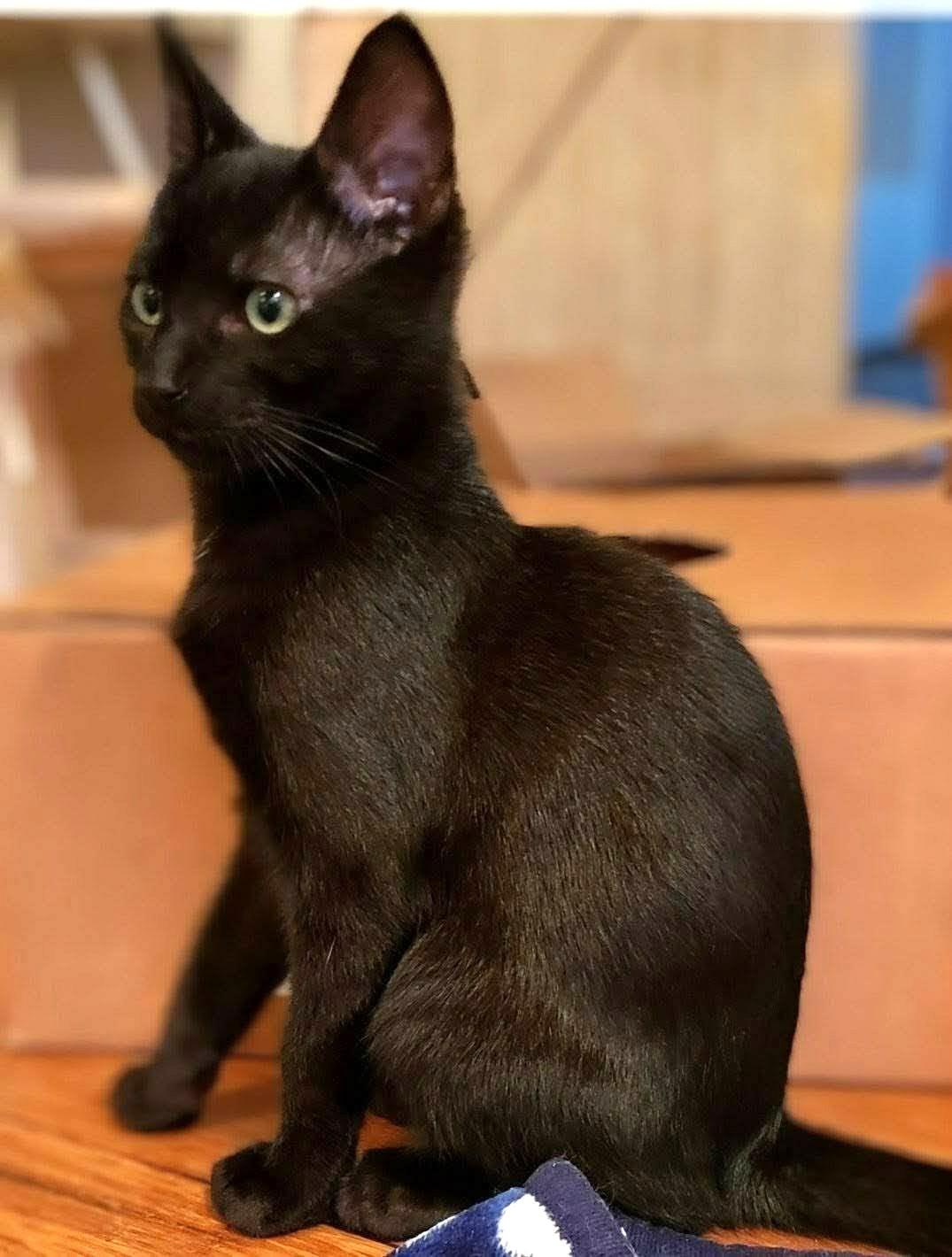 Mocha Joe, a ADOPTABLE mixed breed in Bow, WA image 4/5