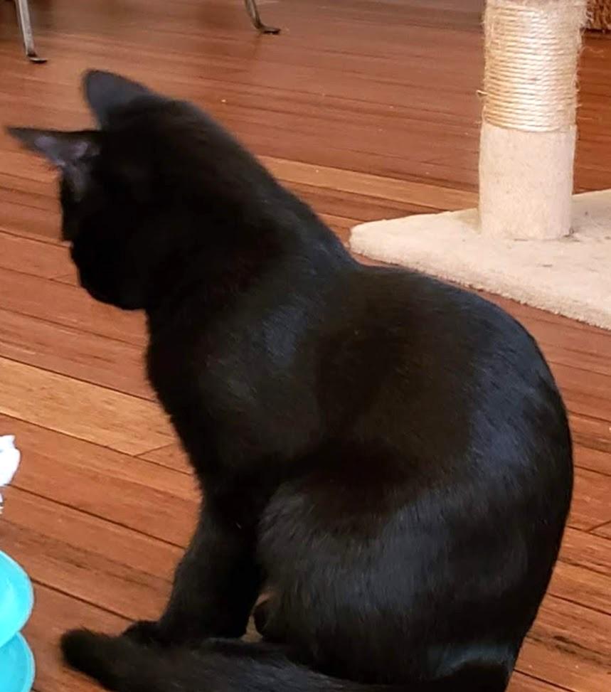 Mocha Joe, a ADOPTABLE mixed breed in Bow, WA image 5/5