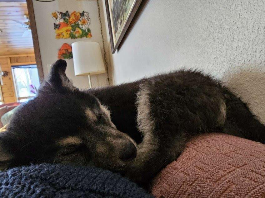 Colby 19, Bernadette, a Adopted mixed breed in Minot, ND image 1/6