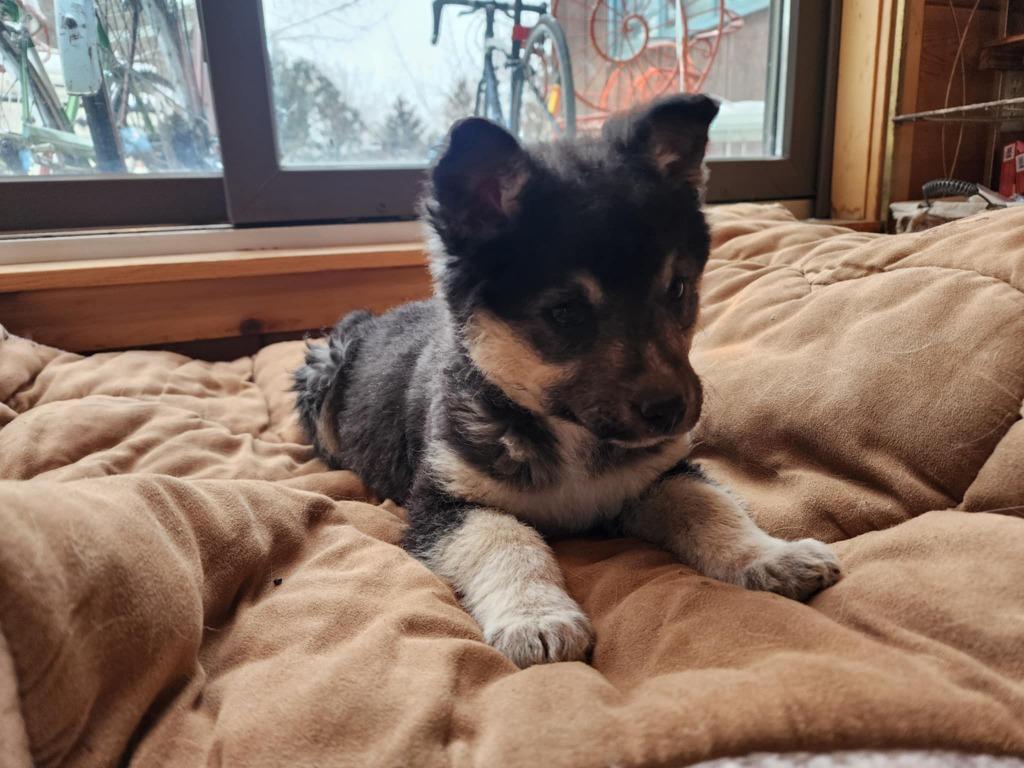 Colby 19, Bernadette, a Adopted mixed breed in Minot, ND image 2/6