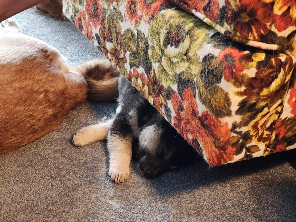 Colby 19, Bernadette, a Adopted mixed breed in Minot, ND image 3/6