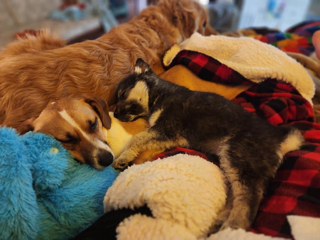 Colby 19, Bernadette, a Adopted mixed breed in Minot, ND image 4/6