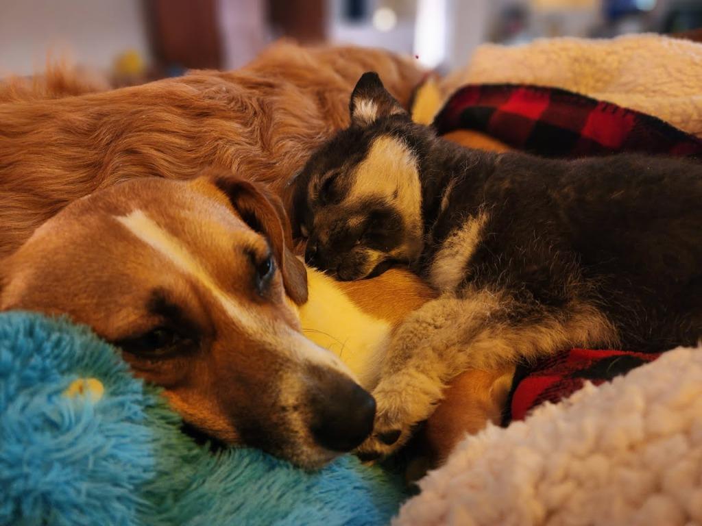 Colby 19, Bernadette, a Adopted mixed breed in Minot, ND image 5/6