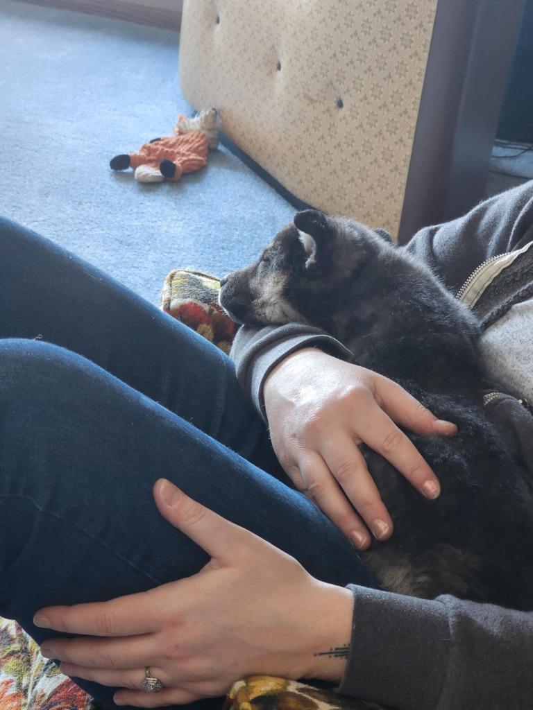 Colby 19, Bernadette, a Adopted mixed breed in Minot, ND image 6/6