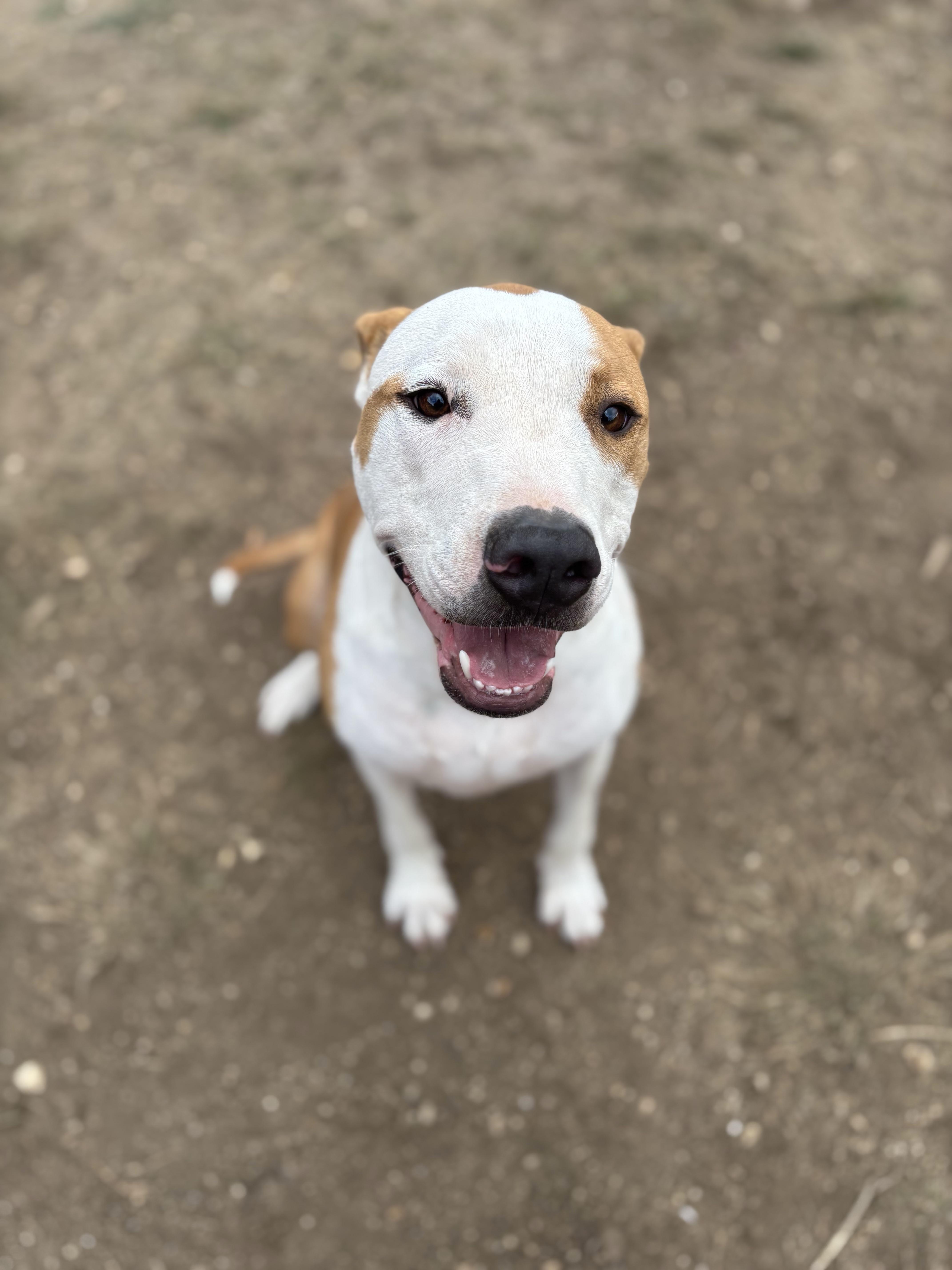 Dutton, ADOPTABLE, Young Male Mixed Breed.