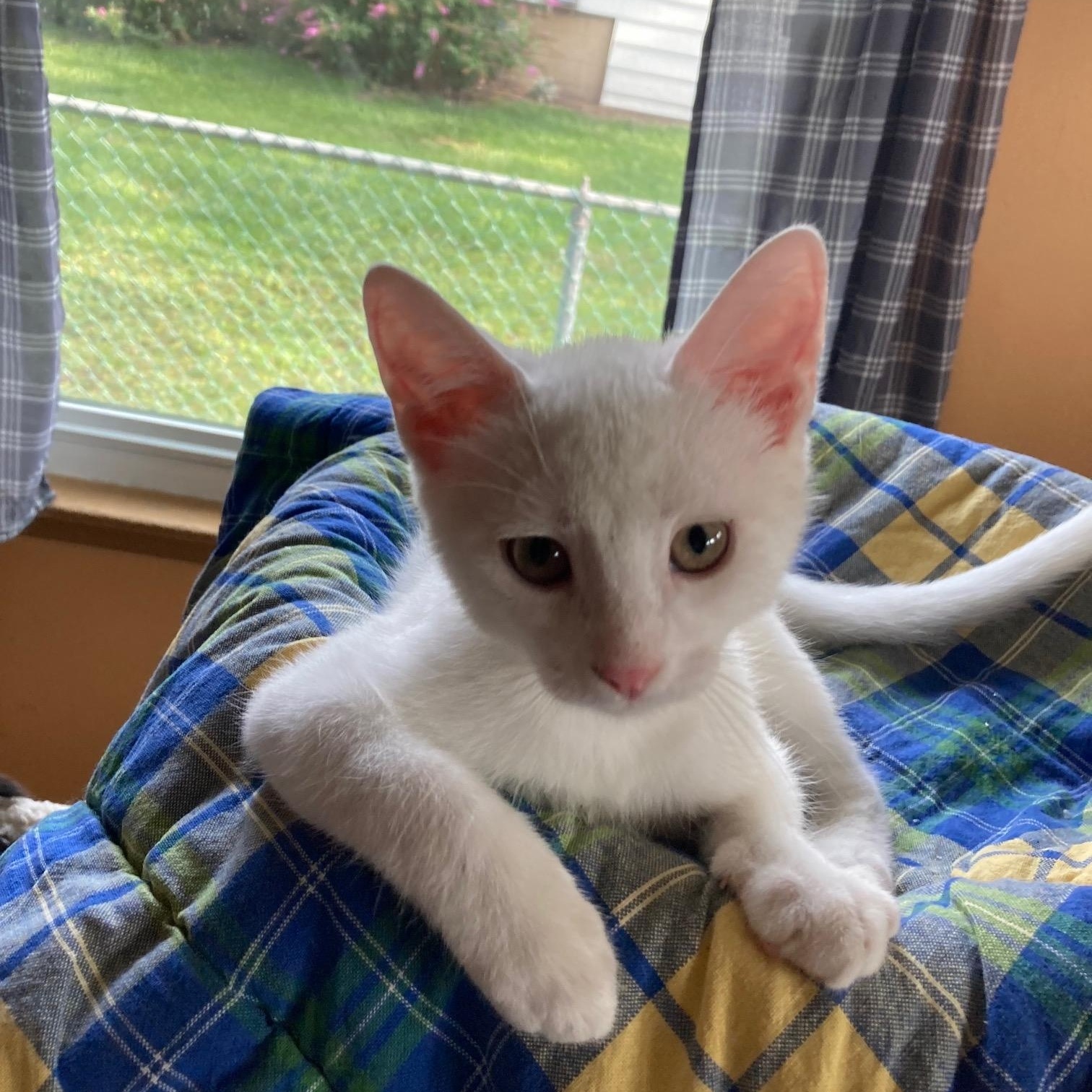 Casper
