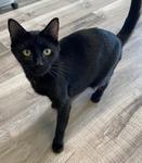 Bella, Adopted, Adult Female Domestic Short Hair.
