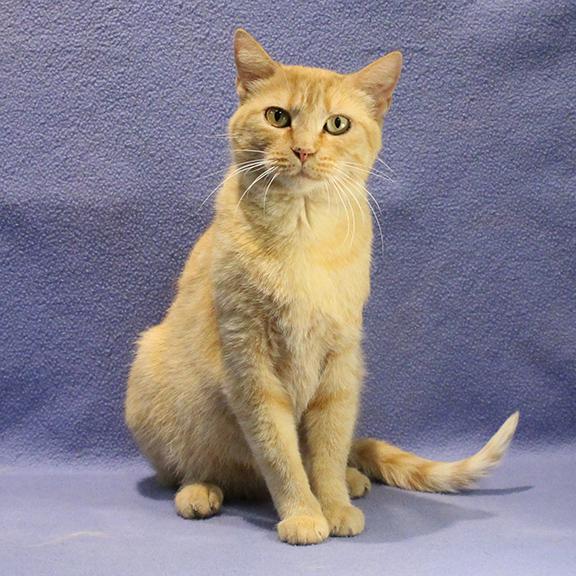 Honey, ADOPTABLE, Adult Female Domestic Short Hair.
