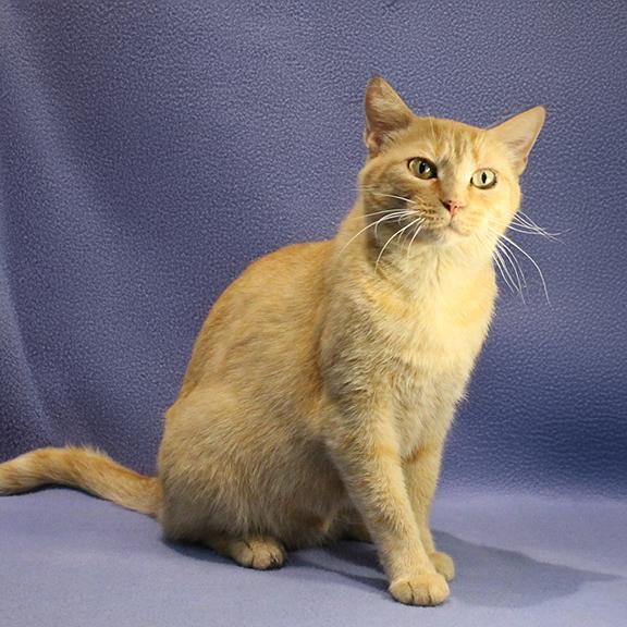 Enlarge Honey, a ADOPTABLE Domestic Short Hair in Overland Park, KS image 2/2
