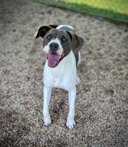 Enlarge Gracie, a Adoptable mixed breed in Violet, LA image 2/2