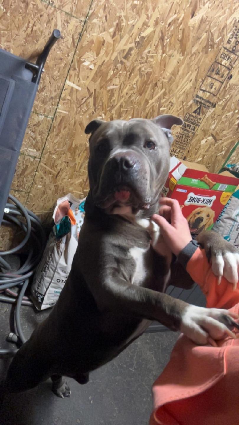 Poe, Adopted, Adult Male American Bulldog.