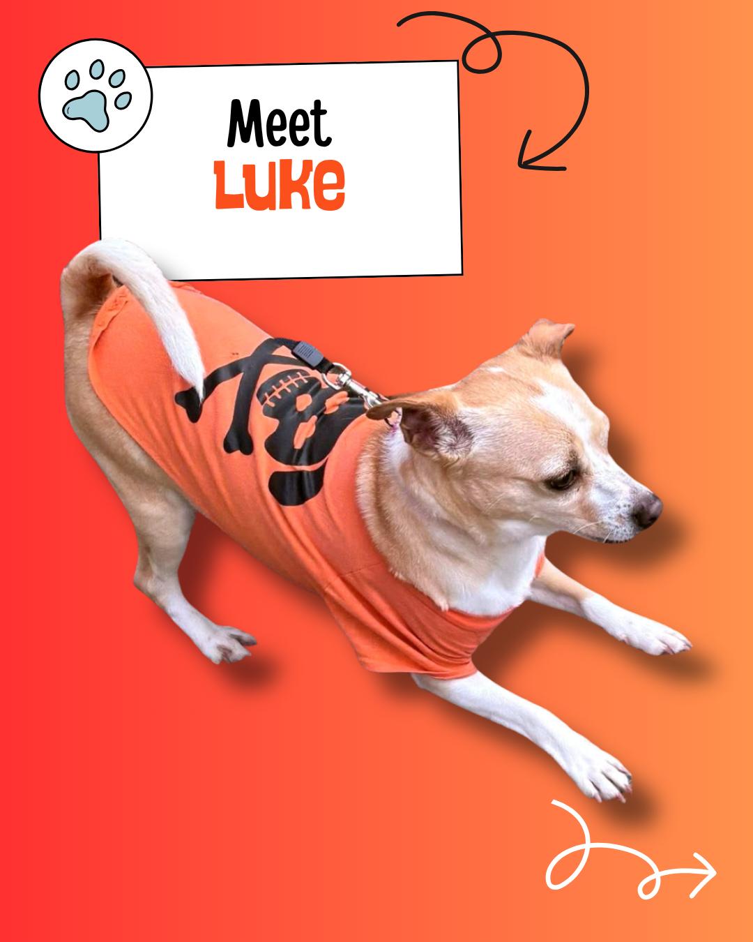 Luke, Adopted, Adult Male Chihuahua & Jack Russell Terrier.