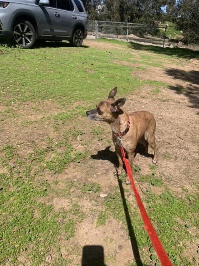 Diego, Adoptable, Young Male Chihuahua.
