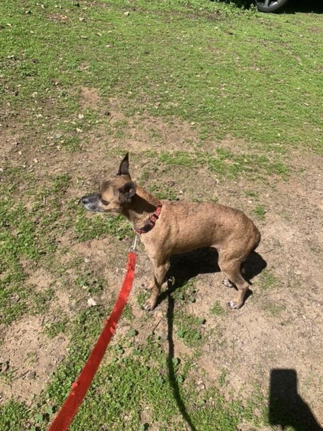 Diego, a Adoptable mixed breed in San Ysidro, CA image 2/5