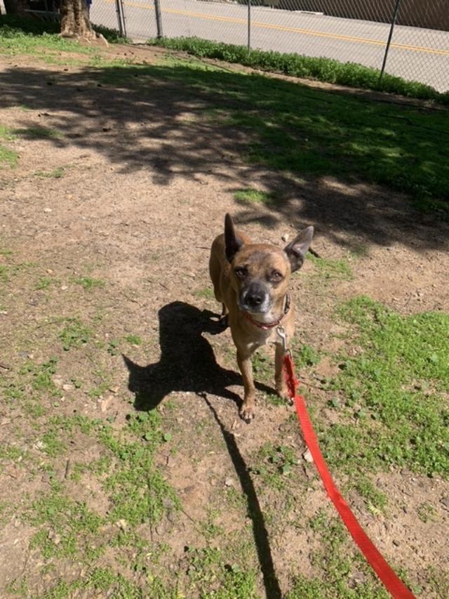 Diego, a Adoptable mixed breed in San Ysidro, CA image 3/5