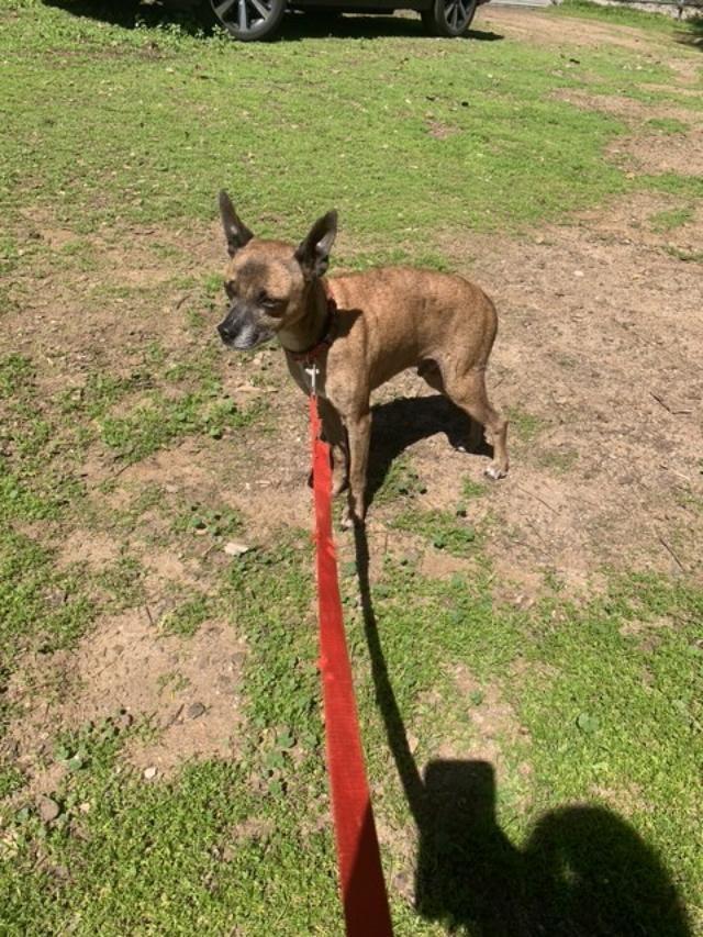 Diego, a Adoptable mixed breed in San Ysidro, CA image 4/5