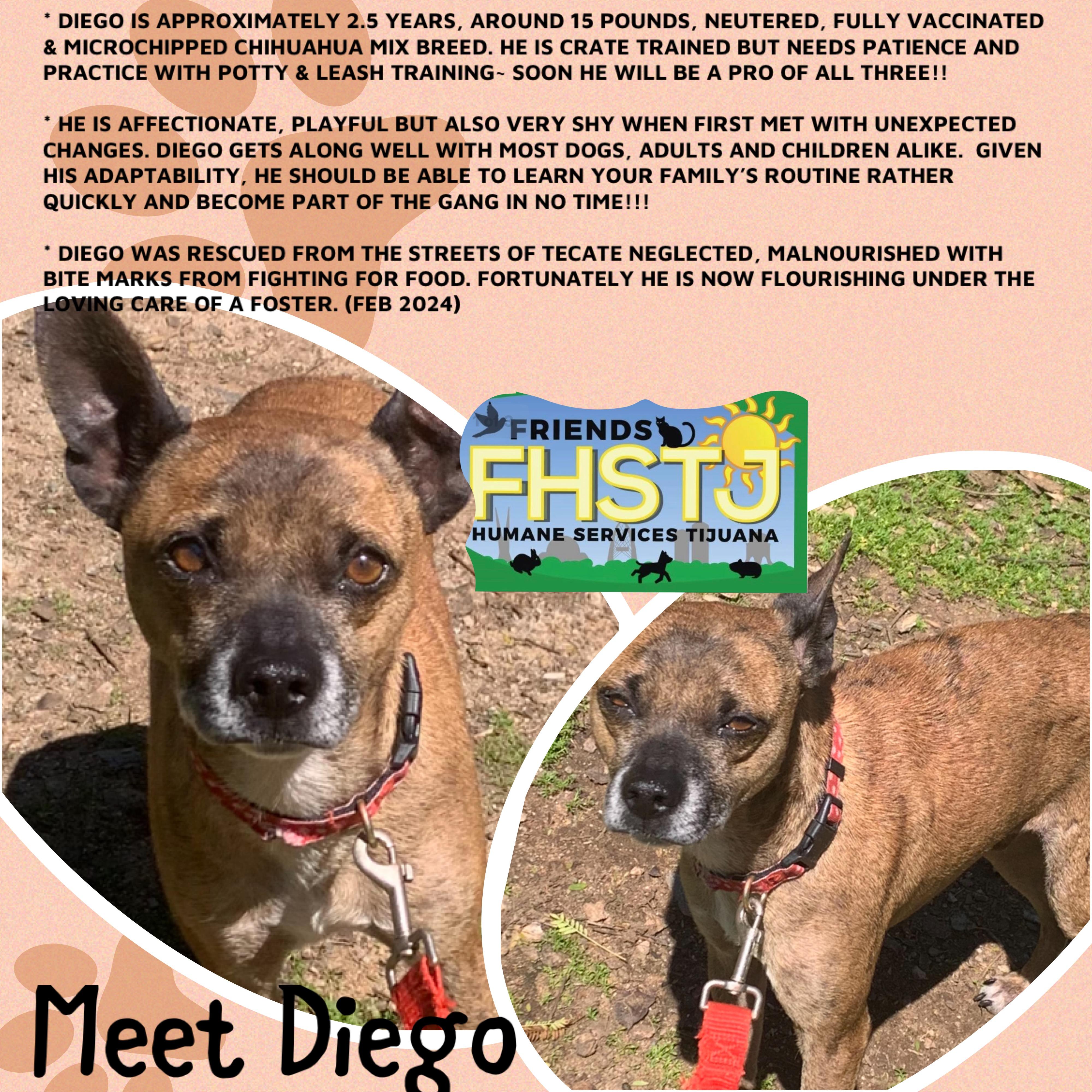 Diego, a Adoptable mixed breed in San Ysidro, CA image 5/5