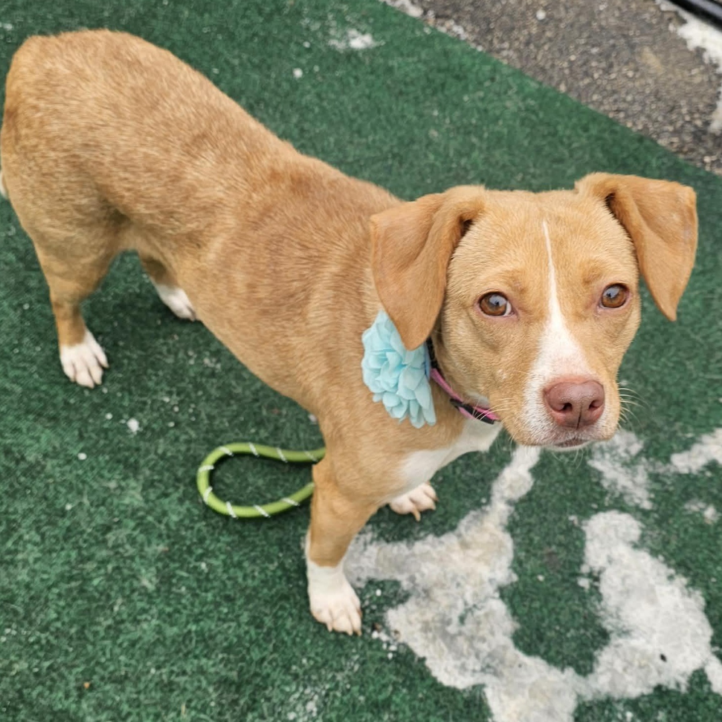 Lily, an adopted mixed breed in Plainfield, IL image 2/2