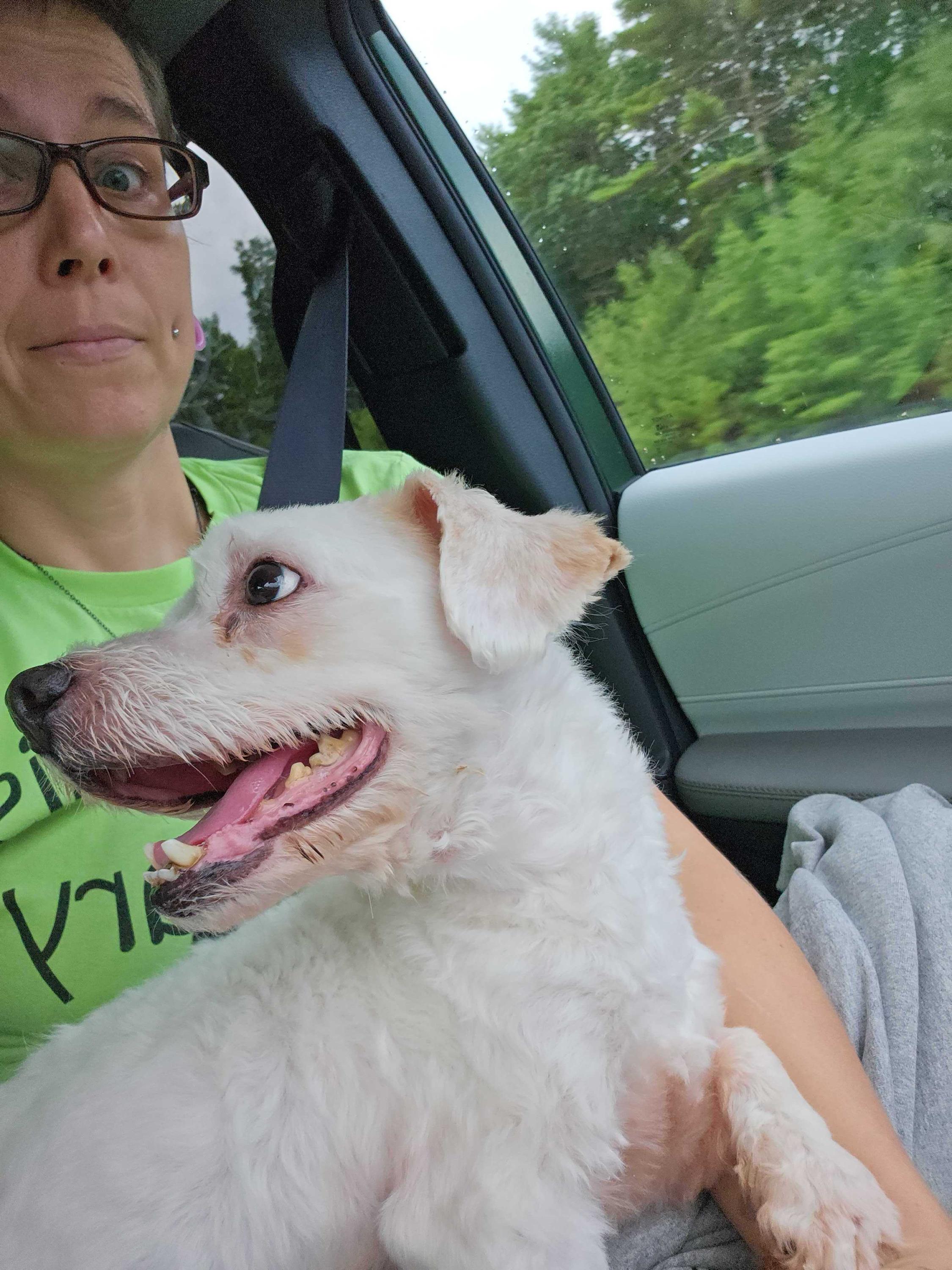 Theros, a ADOPTABLE mixed breed in Bowdoin, ME image 5/5