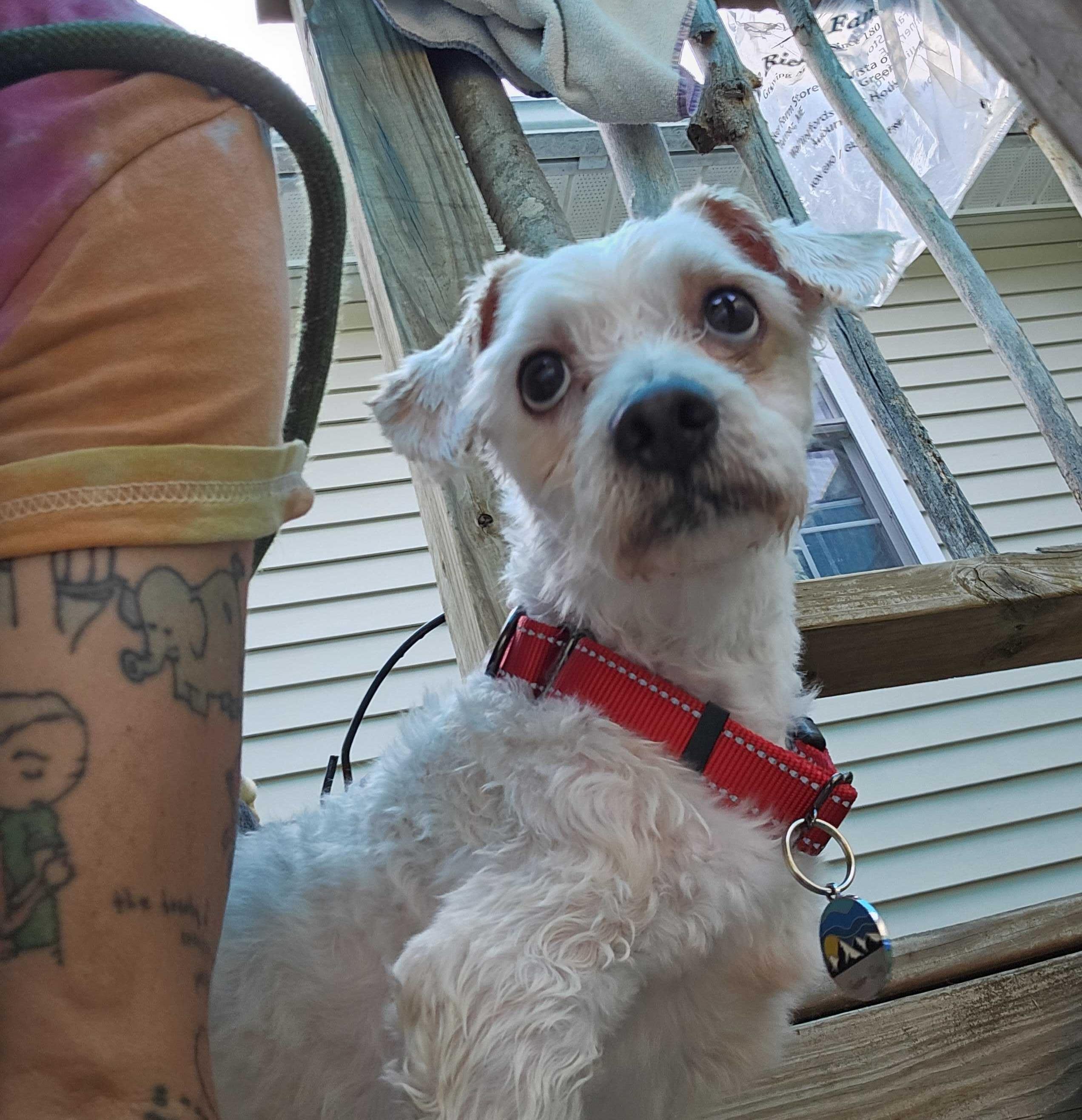 Theros, a ADOPTABLE mixed breed in Bowdoin, ME image 3/5