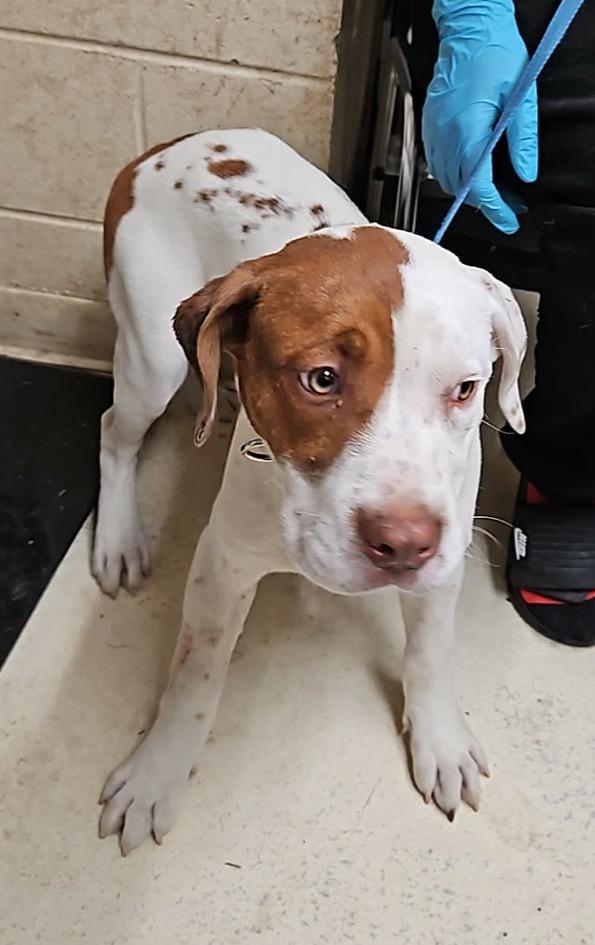 Enlarge Jake, a Adoptable mixed breed in Albany, GA image 3/6