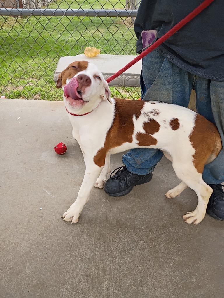 Enlarge Jake, a Adoptable mixed breed in Albany, GA image 5/6