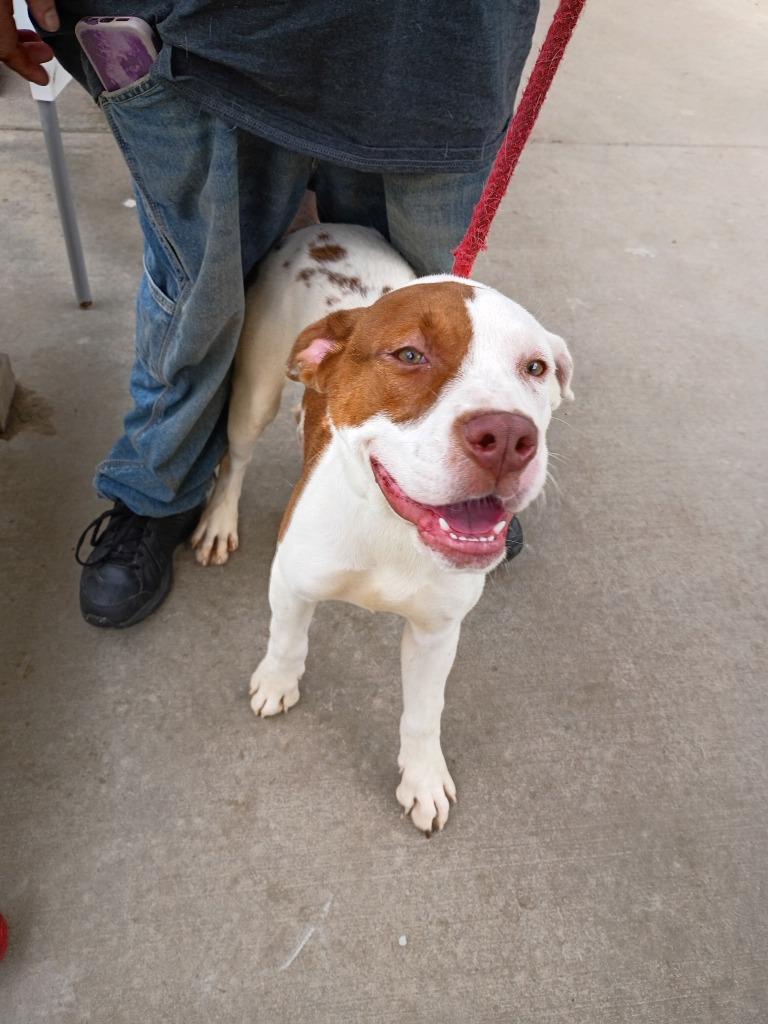 Enlarge Jake, a Adoptable mixed breed in Albany, GA image 6/6