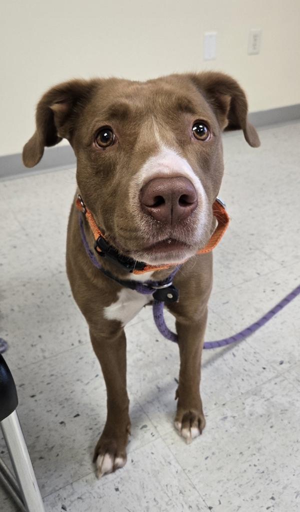 Enlarge *Jules*, a Adoptable mixed breed in Salt Lake City, UT image 1/1