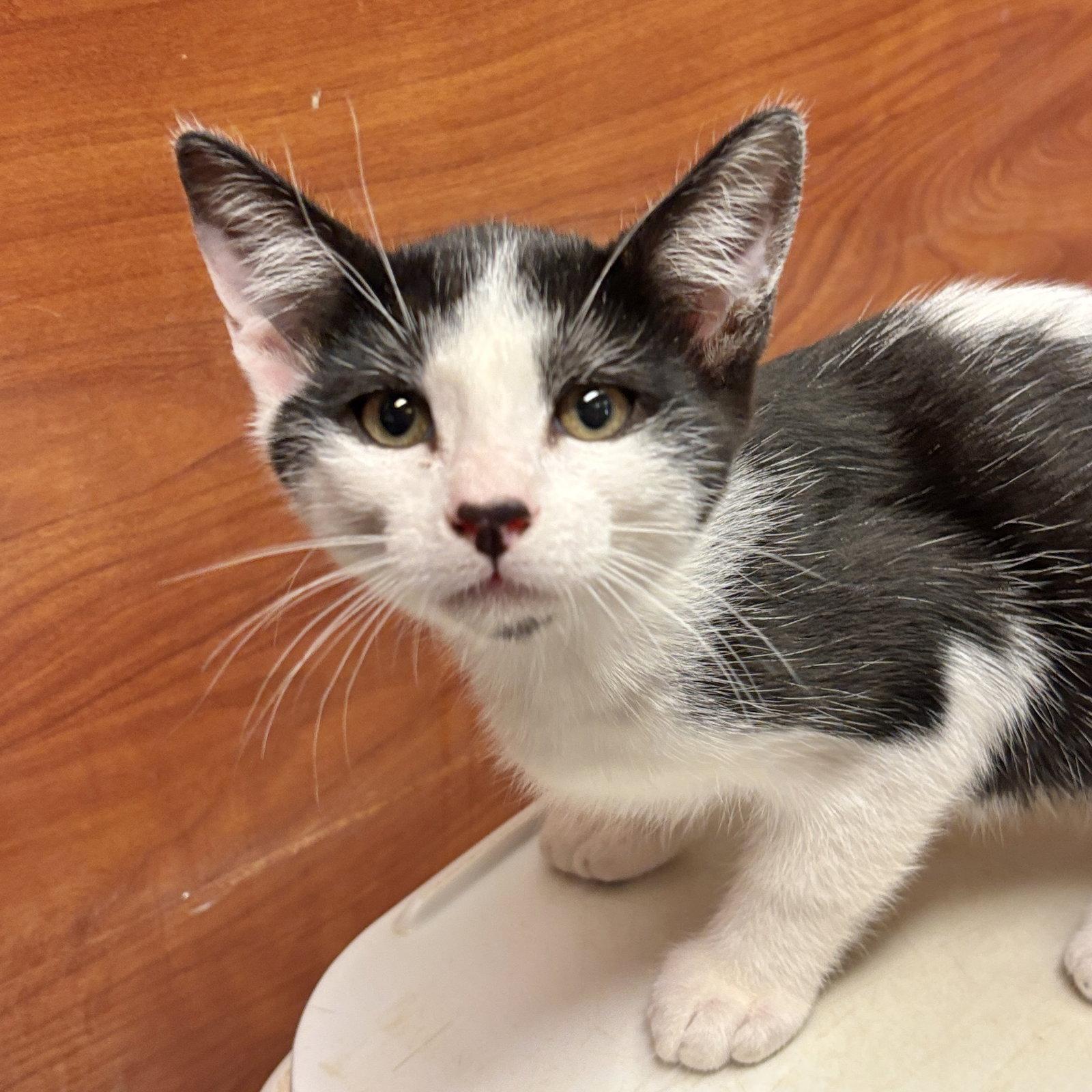 Enlarge Stan, a Adoptable Domestic Short Hair in Sonora, CA image 1/1
