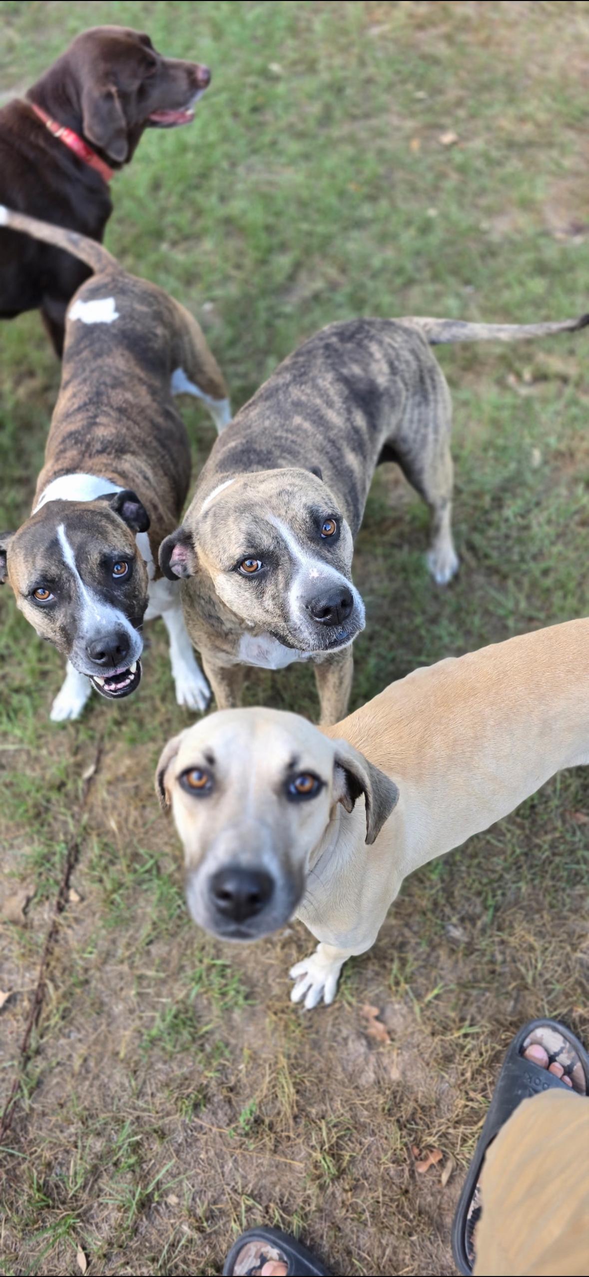 DELILAH (Survivor, Sweet, Most Loving Girl, Loves Other Dogs)