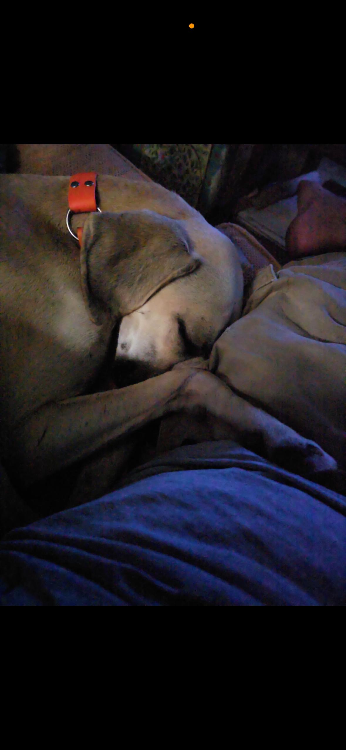 DELILAH (Survivor, Sweet, Most Loving Girl, Loves Other Dogs) — thumbnail 6