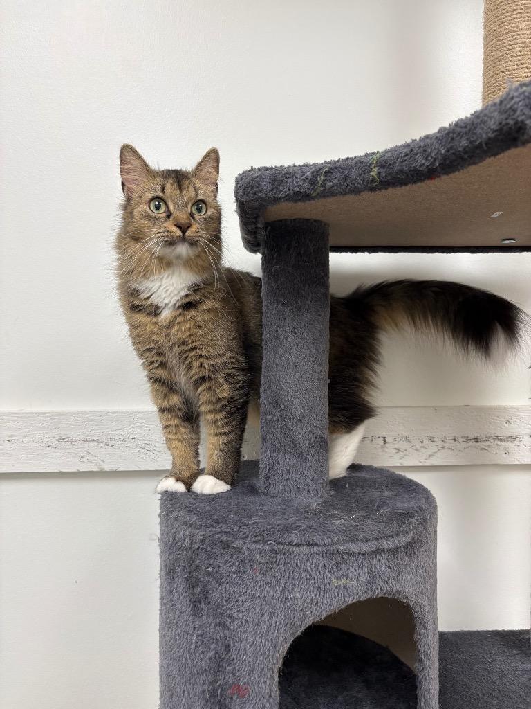 Maple, a Adoptable mixed breed in Findlay, OH image 2/2