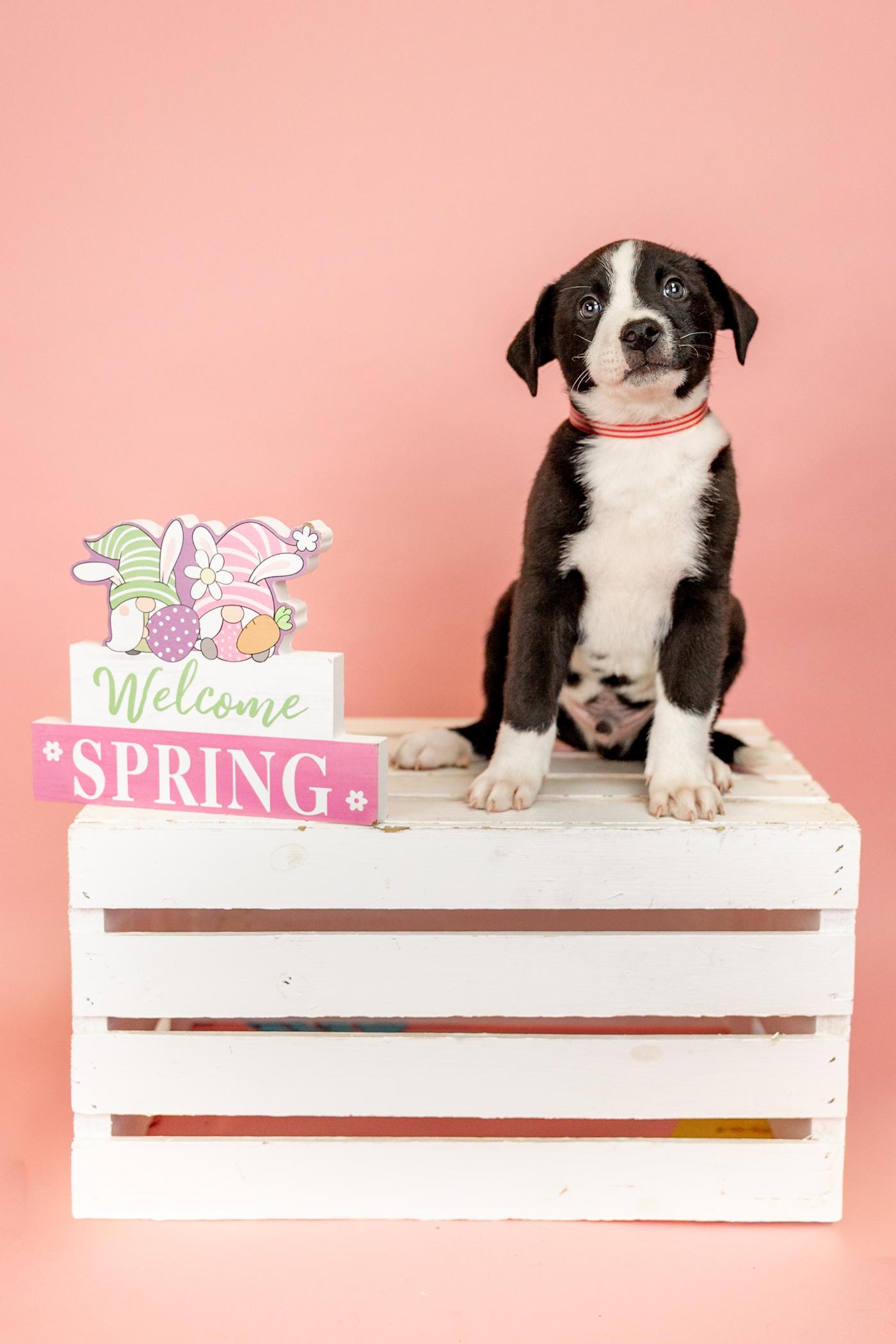 260-26, adopted, Puppy Male Pit Bull Terrier.